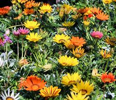 آصف السلطنه